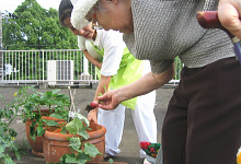 太陽の園